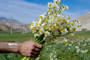 نذر گل نرگس به مقصد حرم