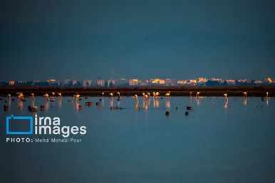 ایران زیباست | پرندگان مهاجر