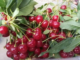 فواید شیرین یک میوه ترش برای قلب
