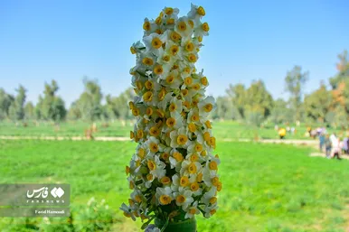 ایران زیباست | نرگسِ «بِهبهان»