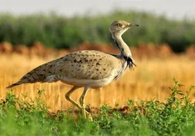 هوبره پرنده&zwnj;ای نادر در خراسان شمالی + فیلم