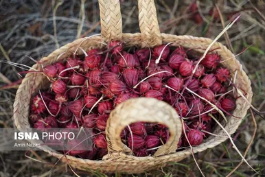 ایران زیباست | برداشت چای ترش