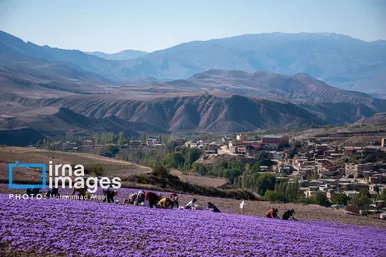 ایران زیباست | برداشت گل زعفران
