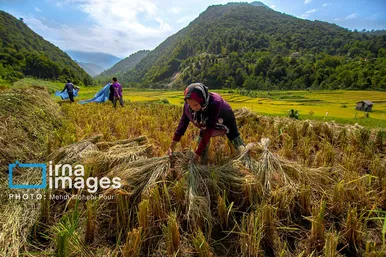 ایران زیباست | برداشت برنج در ارتفاعات مازندران