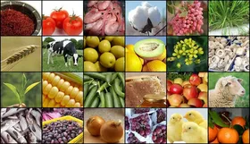 صادرات محصولات کشاورزی راهی برای بی&zwnj;نیازی از درآمد&zwnj;های نفتی