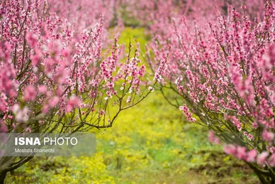 ایران زیباست | طبیعت بهاری روستاهای اطراف ساری