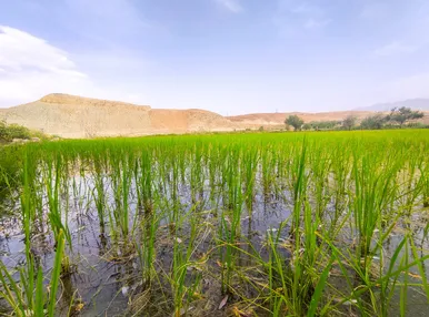 مزارع شالیکاری کلات نادری