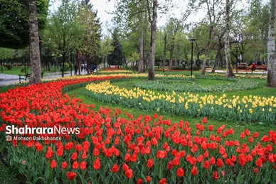 گزارش تصویری | جشنواره گل‌های لاله در مشهد