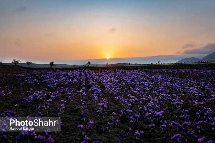 بازار زعفران، غریب در بازار جهانی/ کاهش ۷۰ درصدی صادرات و فروش زعفران