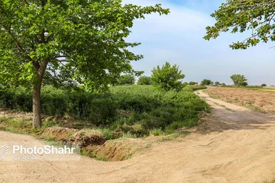 برداشت گل محمدی در روستای فرخد