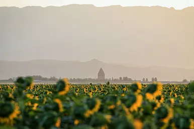 مزرعه آفتابگردان