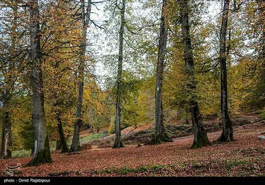 ایران زیباست؛ طبیعت پاییزی - گیلان