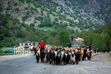 گزارش تصویری | «زندگی عشایری»