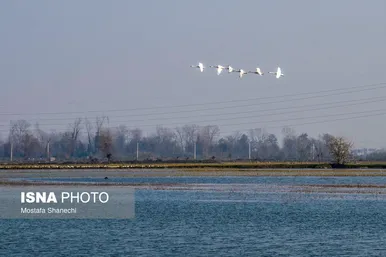 ایران زیباست | جای خالی قوهای مهاجر در تالاب سرخ‌رود