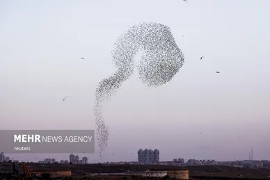 پرواز شگفت انگیز سارها