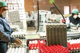 قیمت تخم مرغ در بازار مشهد گران&zwnj;تر از نرخ مصوب | نرخ دو زرده!