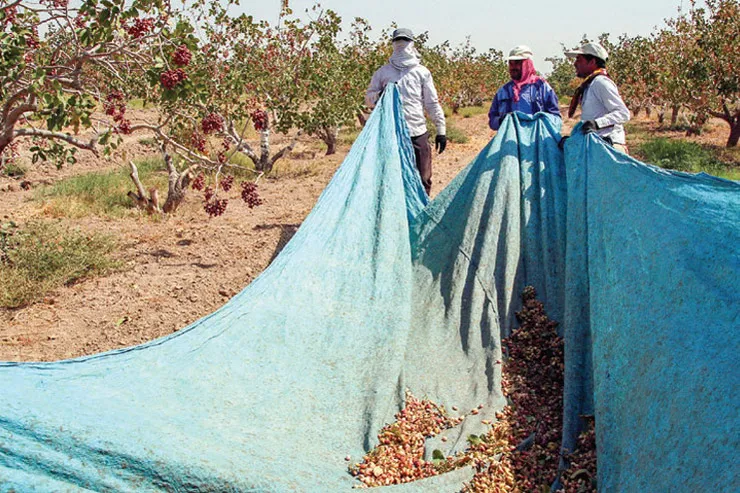 ای پسته تو خنده زده بر حدیث قند
