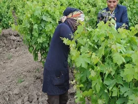 برداشت برگ انگور از تاکستان&zwnj;های خلیل&zwnj;آباد آغاز شد