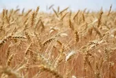 عملیات برداشت جو از اراضی شهرستان مشهد آغاز شد (۲۱ خرداد ۱۴۰۴)