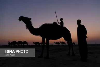 پرورش شتر در هویزه