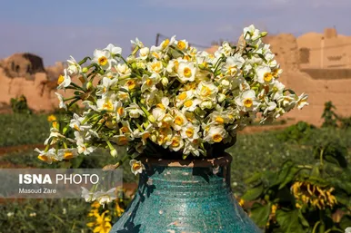 ایران زیباست |  کاشت گل نرگس در یزد