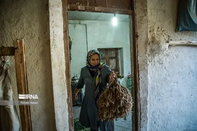 کشت و فرآوری توتون در گلستان