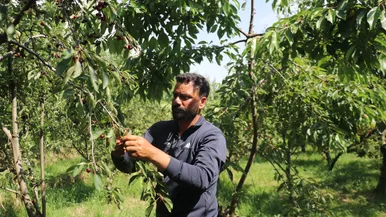 برداشت گیلاس در کشمیر