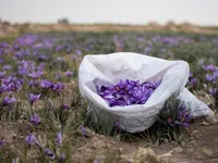موانع زیاد در مسیر صادرات زعفران | آیا طلای سرخ هم به سرنوشت فرش دستباف دچار می‌شود؟