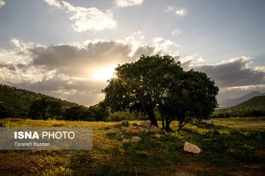 ایران زیباست | جنگل‌های بلوط لرستان