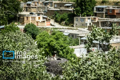 «خداوند لک‌لک‌ها را دوست دارد»