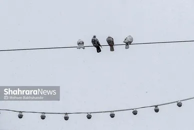 گزارش تصویری | یک روز برفی در حرم مطهر امام رضا(ع) - ۲۱ بهمن ۱۴۰۳