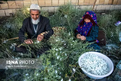 گزارش تصویری | نوغانداری، تولید ثروت از کرم ابریشم