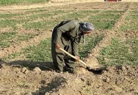 بخشش جریمه و استمهال اصل تسهیلات کشاورزان خسارت دیده در ۱۴۰۲