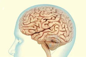 مغز چگونه می&zwnj;تواند پرخوری را محدود کند؟