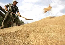 آغاز رسیدگی به پرونده گندم&zwnj;های تقلبی در اردبیل