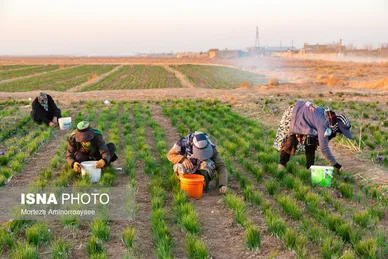 ایران زیباست | طلای سرخ نیشابور