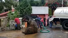 ماجرای موش عجیب غول&zwnj;پیکر در فاضلاب شهری + فیلم