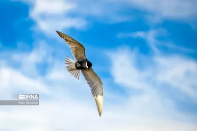 روز جهانی پرندگان مهاجر