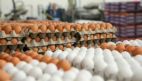 عرضه اینترنتی تخم&zwnj;مرغ در سراسر کشور با قیمت مصوب