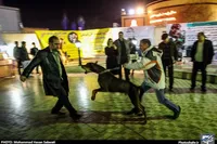 ۱۰ هزار و ۲۸۳ حیوان‌گزیدگی طی ۶ ماه نخست امسال در مشهد رخ داده است