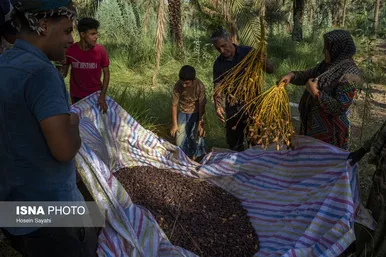 گزارش تصویری | برداشت خرما از نخلستان‌های روستای غزاویه - خوزستان