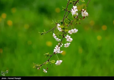 شکوفه‌های بهاری ابهر - زنجان
