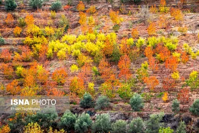 ایران زیباست | پاییز هزار رنگ در روستای «شیت»