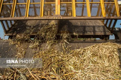 آغاز برداشت محصول نیشکر در خوزستان