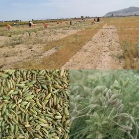برداشت ۷۰۰ تن زیره سبز در بجستان خراسان رضوی