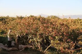گرمایش زمین، چالش اصلی باغداری در ایران | کم&zwnj;آبی، دلیلی برای حیات بی&zwnj;ثمر درختان پسته