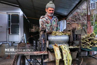 برداشت نیشکر در مازندران
