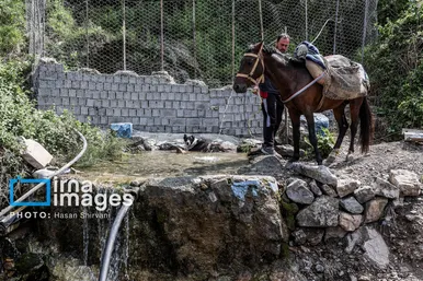 گزارش تصویری | «جاده چالوس» گذرگاه بهاری عشایر