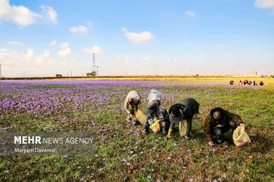 ایران زیباست | برداشت «طلای سرخ» از مزارع خراسان‌شمالی