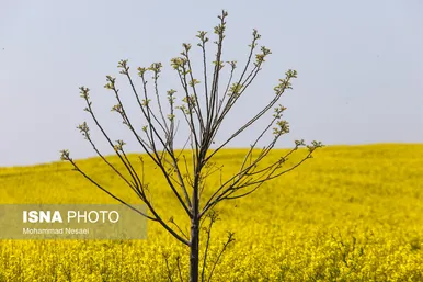 ایرانِ زیبا | «کلزای» بهاری در گلستان